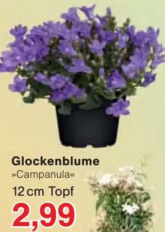 Jawoll Glockenblume Angebot