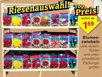 Jawoll Blumenzwiebeln Angebot