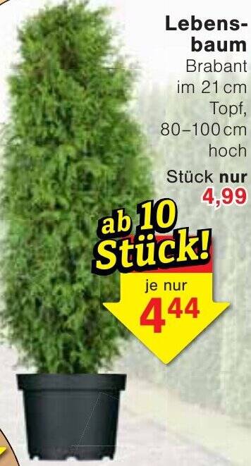 Lebensbaum Angebot bei Jawoll