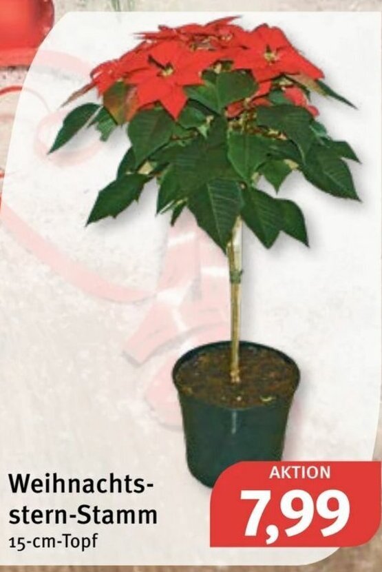 Weihnachtsstern Stamm Angebot bei Feneberg