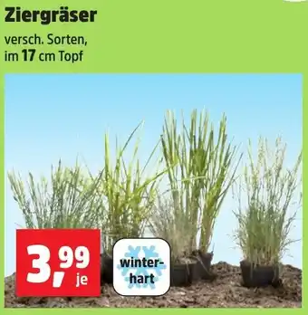 Thomas Philipps Ziergräser Angebot