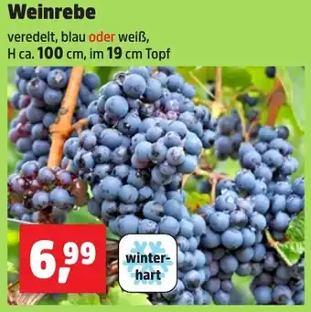Thomas Philipps Weinrebe Angebot