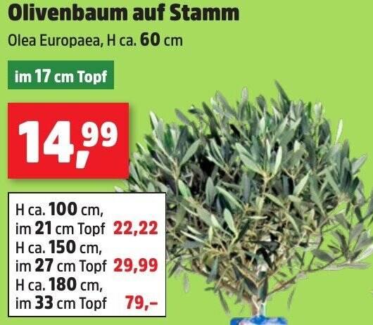 thuja dngung Thuja Dnger