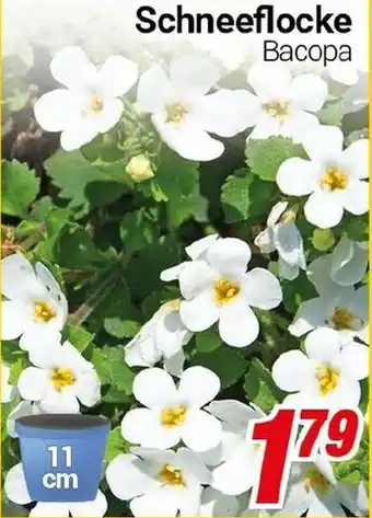CENTERSHOP Schneeflocke Васора Angebot