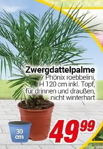 CENTERSHOP Zwergdattelpalme Angebot
