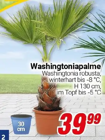 CENTERSHOP Washingtoniapalme Angebot
