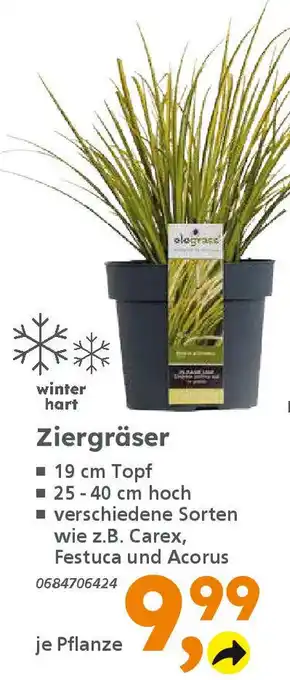 Globus Baumarkt Ziergräser Angebot