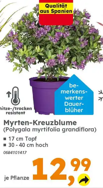 Globus Baumarkt Myrten-Kreuzblume (Polygala myrtifolia grandiflora) Angebot