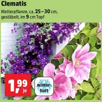 Thomas Philipps Clematis Angebot