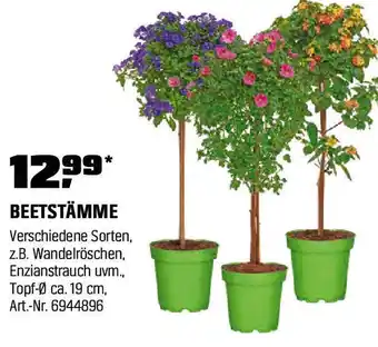 OBI BEETSTÄMME Angebot
