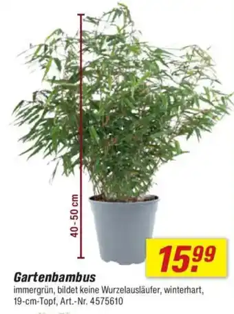 toom Baumarkt Gartenbambus Angebot