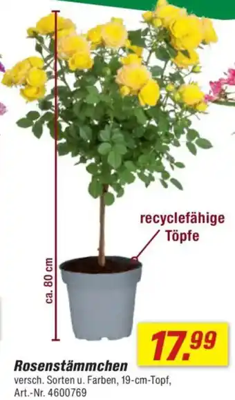 toom Baumarkt Rosenstämmchen Angebot
