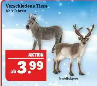 Marktkauf Verschiedene Tiere Angebot