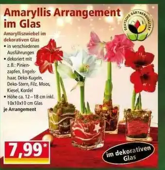 Norma Amarylliszwiebel Im Dekorativen Glas Angebot