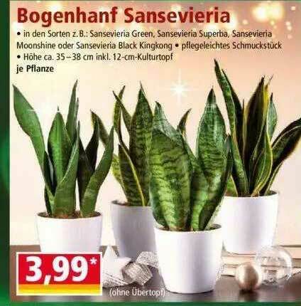 Bogenhanf Sansevieria Angebot bei Norma