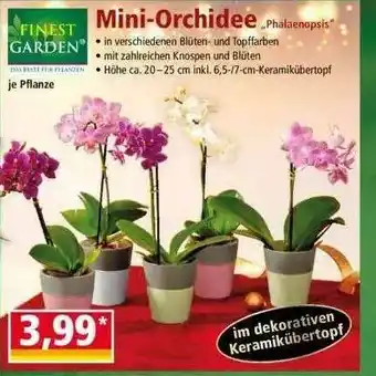 Norma Mini-orchidee „phalaenopsis“ Finest Garden Angebot