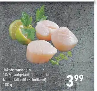 CITTI Markt Jakobsmuscheln Angebot