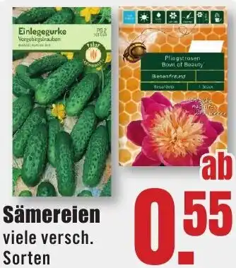 B1 Discount Baumarkt Sämereien Angebot