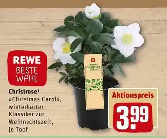 REWE Rewe beste wahl christrose Angebot