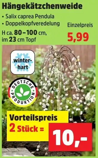 Thomas Philipps Hängekätzchenweide Angebot