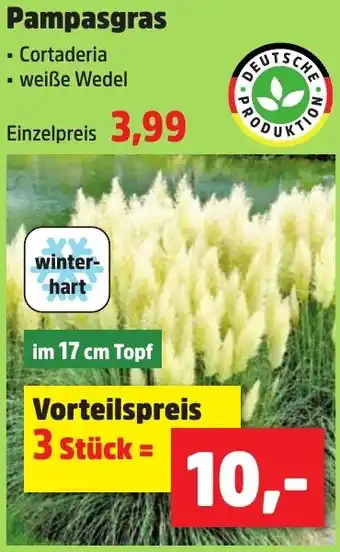 Thomas Philipps Pampasgras Angebot