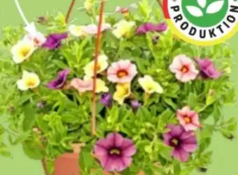 Thomas Philipps Petunien Angebot