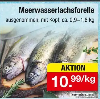 Zimmermann Meerwasserlachsforelle Angebot
