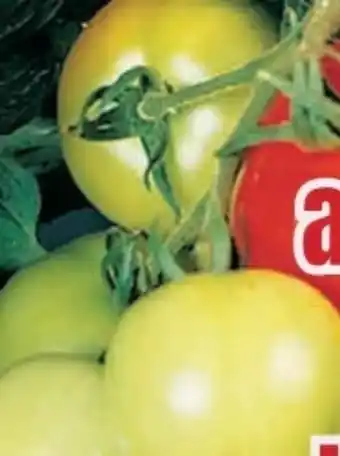 B1 Discount Baumarkt Tomatenpflanzen Angebot