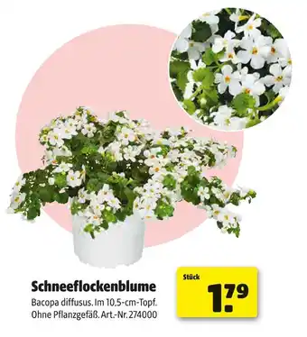 Hagebau Schneeflockenblume Angebot