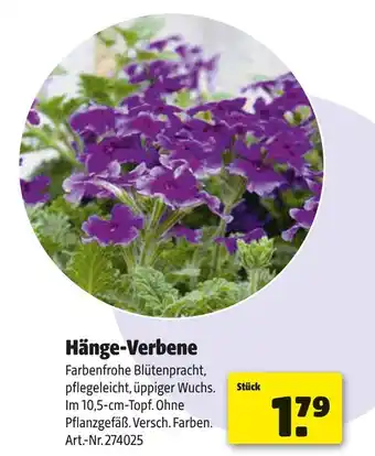 Hagebau Hänge-verbene Angebot