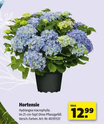 Hagebau Hortensie Angebot