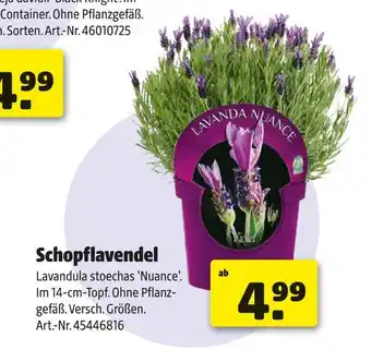 Hagebau Schopflavendel Angebot
