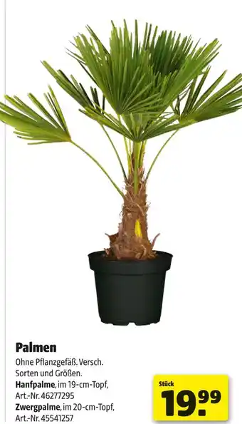 Hagebau Palmen Angebot