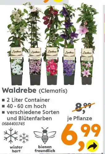 Globus Baumarkt Waldrebe (Clematis) Angebot