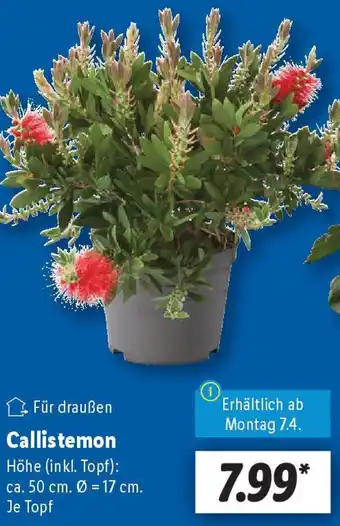 Lidl Callistemon Angebot