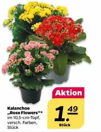 NETTO Kalanchoe,,Rose Flowers" Angebot