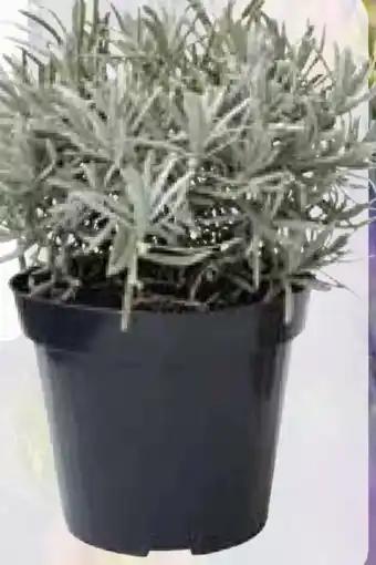 Pflanzen Kölle Lavendel Busch Angebot