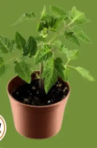 OBI Grow By Obi Tomate Harzfeuer Angebot