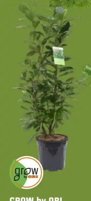 OBI Grow By Obi Kirschlorbeer Novita Angebot