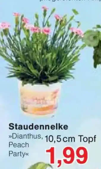 Jawoll Staudennelke Angebot