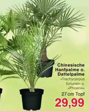 Jawoll Chinesische Hanfpalme o. Dattelpalme Angebot