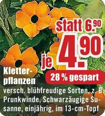 B1 Discount Baumarkt Kletterpflanzen Angebot