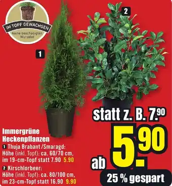 B1 Discount Baumarkt Immergrüne Heckenpflanzen Angebot