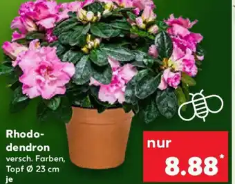 Kaufland Rhodo- dendron Angebot