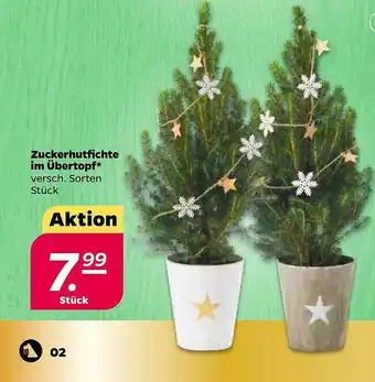 NETTO Zuckerhutfichte Im übertopf Angebot