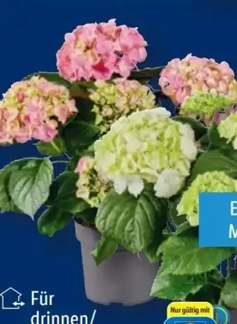 Lidl Ballhortensie Angebot