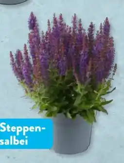 Aldi Süd Gardenline Steppensalbe Angebot