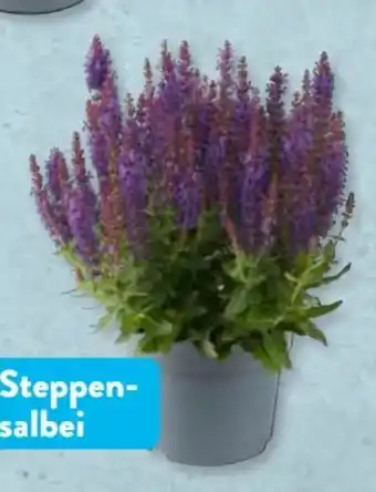 Aldi Süd Gardenline Steppensalbe Angebot