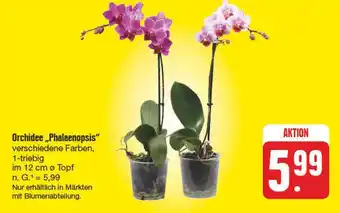 Edeka Orchidee phalaenopsis Angebot