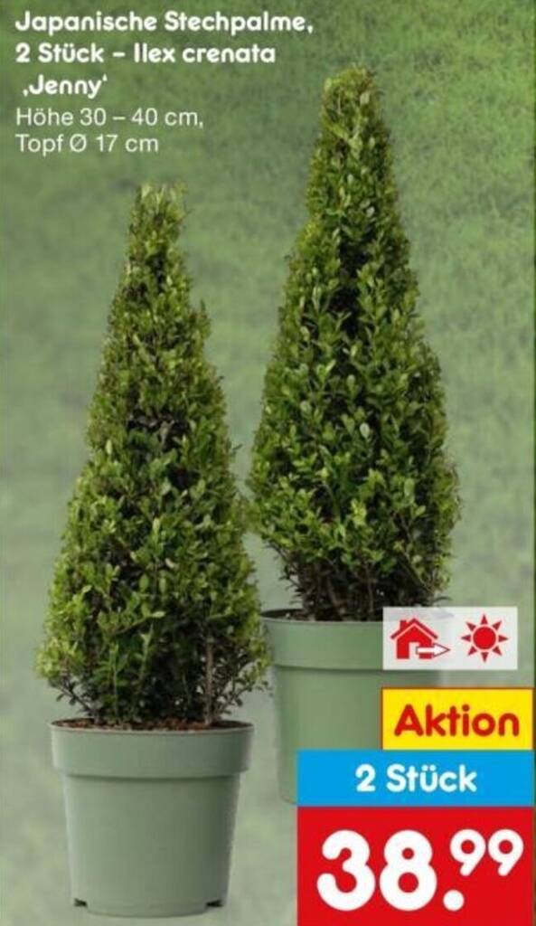 Japanische Stechpalme, 2 Stck  Ilex crenata ,Jenny Angebot bei Netto  Marken-Discount